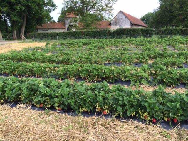 La Ferme Du Bois Quesnoy Bed & Breakfast Saint-Pol-sur-Ternoise Exterior photo